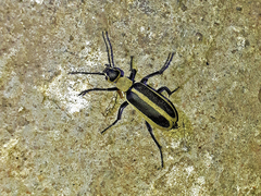 Epicauta griseonigra