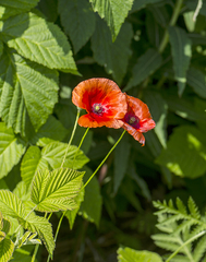Papaver dubium