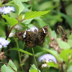 Celaenorrhinus fusca