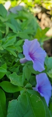 Ipomoea cairica