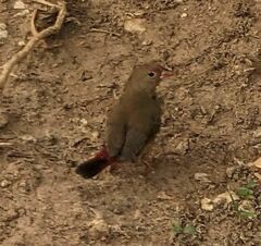 Lagonosticta senegala