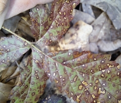 Sphaerulina westendorpii