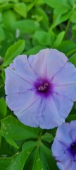 Ipomoea cairica