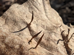 Vasates aceriscrumena