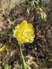 Opuntia caracassana