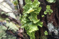 Ricasolia quercizans