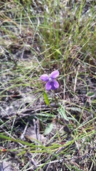 Violaceae