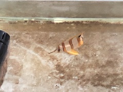 Chelmon rostratus