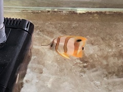 Chelmon rostratus