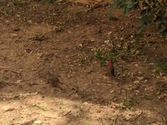 Lagonosticta senegala