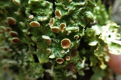 Ricasolia quercizans