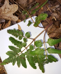 Sceptridium biternatum