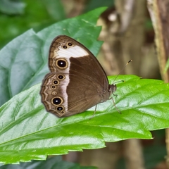 Mycalesis anaxias