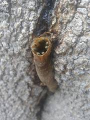 Nannotrigona testaceicornis