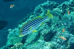 Plectorhinchus vittatus