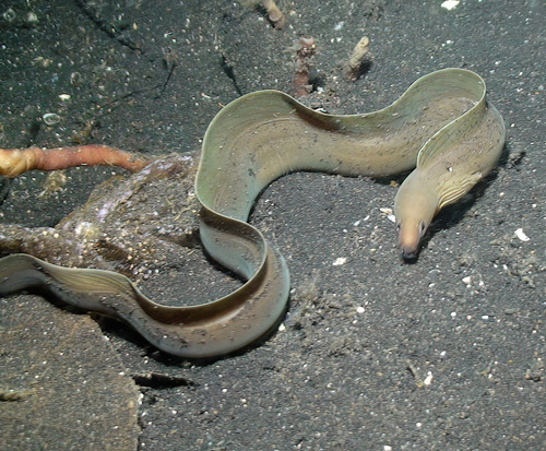 Brown moray (Gymnothorax monochrous) — Muraenidae — 5