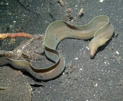 Gymnothorax albimarginatus