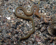 Gymnothorax albimarginatus