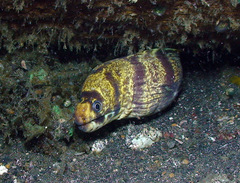 Gymnothorax chilospilus