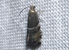 Cydia erotella