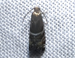 Cydia erotella