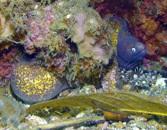 Gymnothorax thyrsoideus