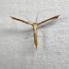 Stenoptilodes taprobanes