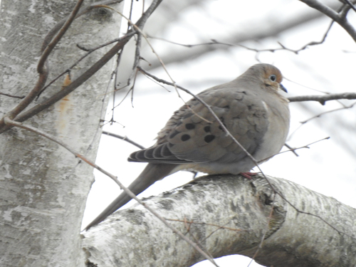 Mourning Dove photographed in New Hampshire