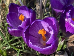 Crocus neapolitanus