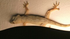 Hemidactylus