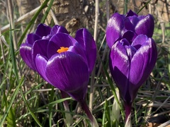 Crocus neapolitanus