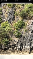 Dracaena cambodiana