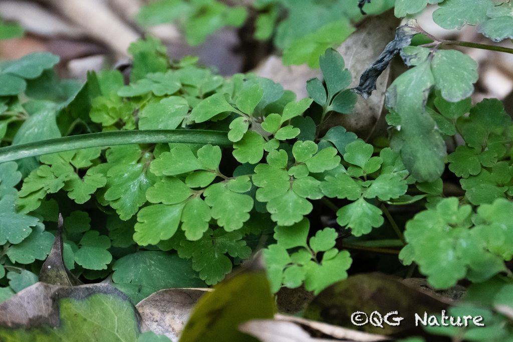 Corydalis sheareri; photograph (c) Wang.QG, some rights reserved (CC BY)