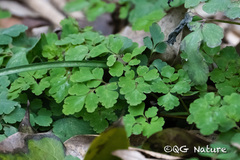 Corydalis sheareri