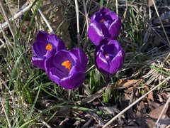 Crocus neapolitanus
