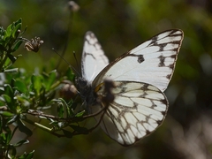 Belenois gidica abyssinica