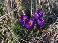 Crocus neapolitanus