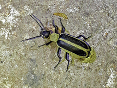 Epicauta griseonigra