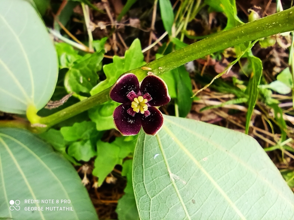 Thottea sivarajanii