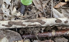 Hypoxylon perforatum