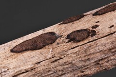 Hypoxylon perforatum