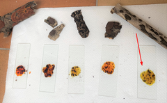 Hypoxylon perforatum