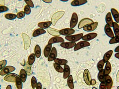 Hypoxylon perforatum