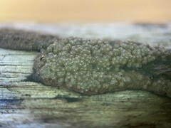 Hypoxylon perforatum