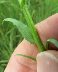 Wahlenbergia krebsii