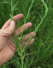 Wahlenbergia krebsii