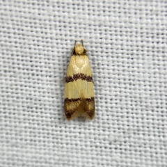 Heteroteucha distephana