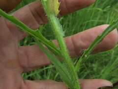 Wahlenbergia krebsii