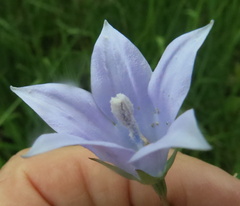 Wahlenbergia krebsii