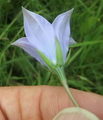 Wahlenbergia krebsii